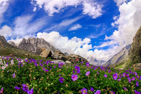 valley-of-flowers-image