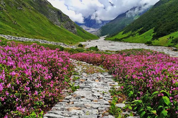 valley-of-flowers-image