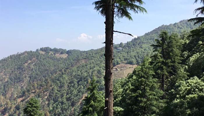 binsar, honeymoon places in uttarakhand