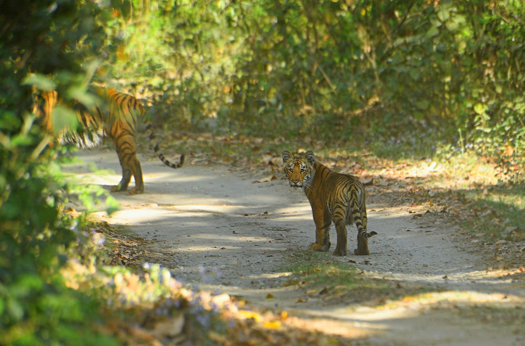 jim Corbett, Honeymoon destination in Uttarakhand